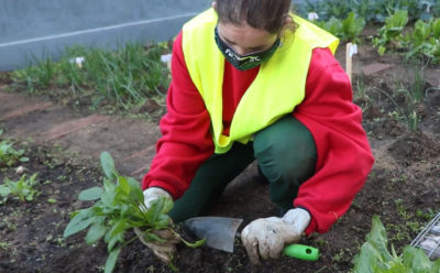 L’Hortet de Femarec ja té collita!